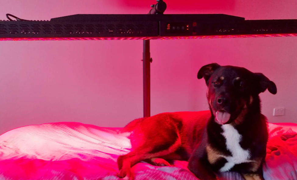 Transform Your Pet’s Health: How Red Light Therapy Enhances Wellness, Eases Pain, and Speeds Healing